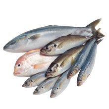 Польза и вред рыбы для организма человека