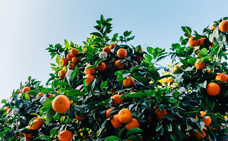 Апельсины растут