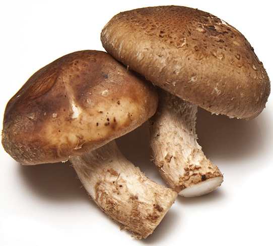 Шитаки гриб полезные свойства