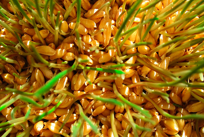 Вид пророщенной пшеницы