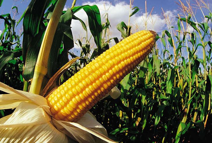 Кукуруза свойства и польза и вред