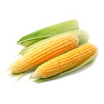 Кукуруза — польза и вред для здоровья