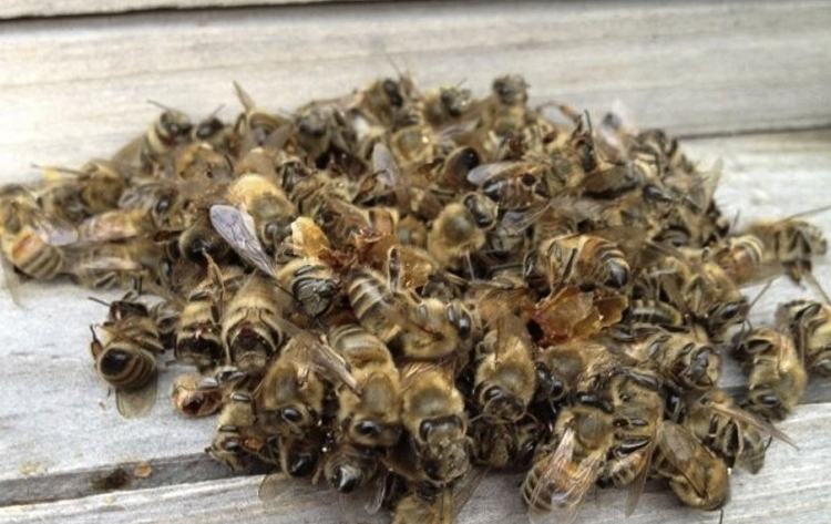 Мертвые пчелы