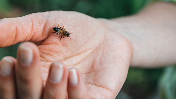 Вред пчелиного укуса и реакция человека