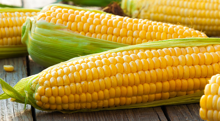 Свежая кукуруза
