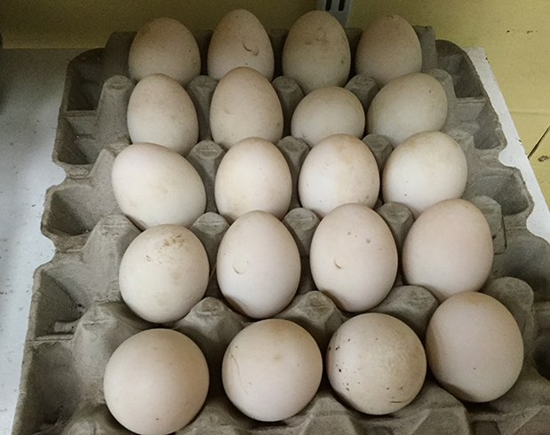 Яйца утки