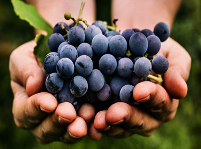 Виноград в руках