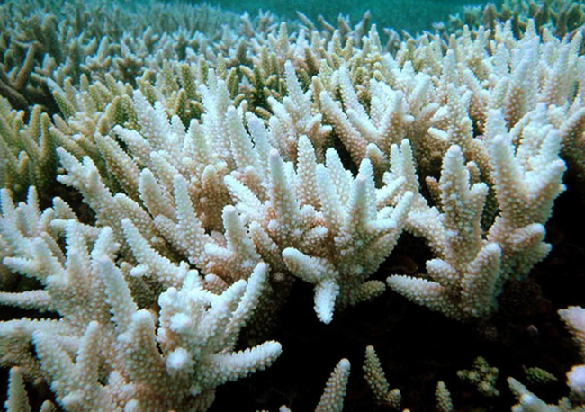 Белые кораллы Санго