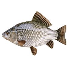 Рыба карась — польза и вред для организма