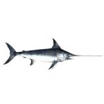 Рыба-меч: полезные свойства и вред