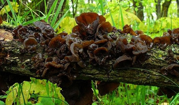 Растущие древесные грибы