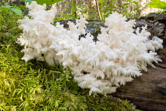 Растущие коралловые грибы