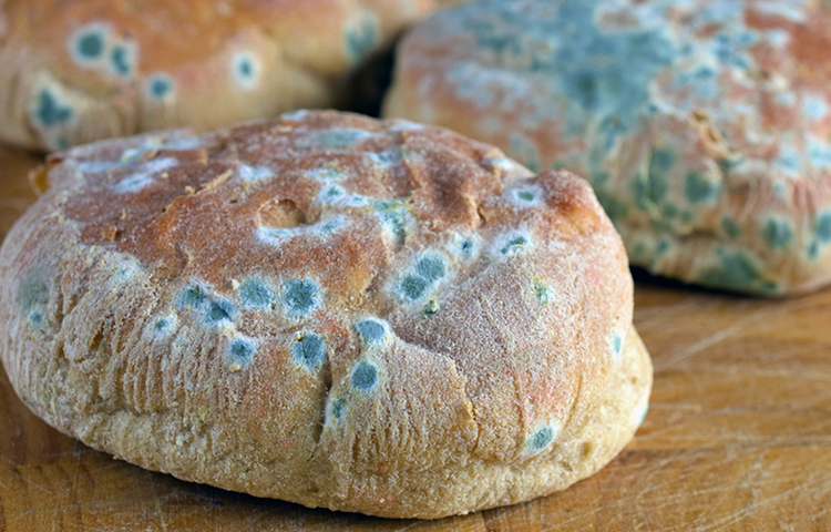 Плесень на хлебе: чем полезна и чем вредна | Польза и вред