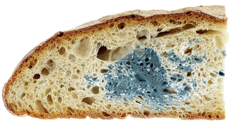 Плесень внутри хлеба