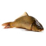 Рыба сазан — польза и вред для здоровья