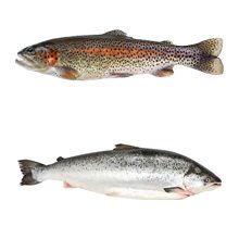 Что полезнее форель или лосось?