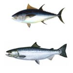 Какая рыба полезнее тунец или лосось?