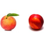 Персик или нектарин — что более полезно?