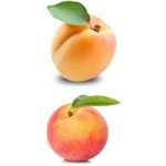 Абрикос или персик — что полезнее кушать?