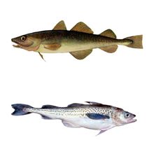Какую рыбу лучше и полезнее кушать навагу или минтай?