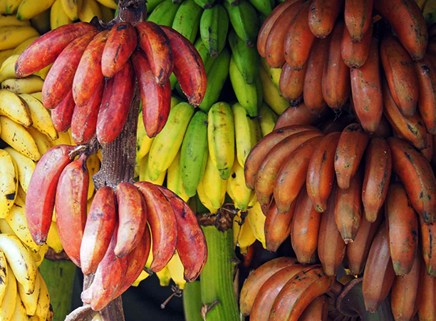 Разные бананы