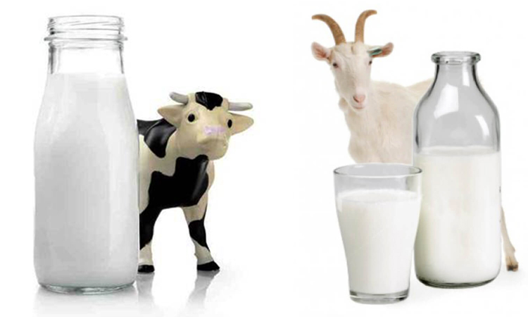 Коровье и козье молоко