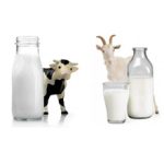 Какое молоко полезнее коровье или козье